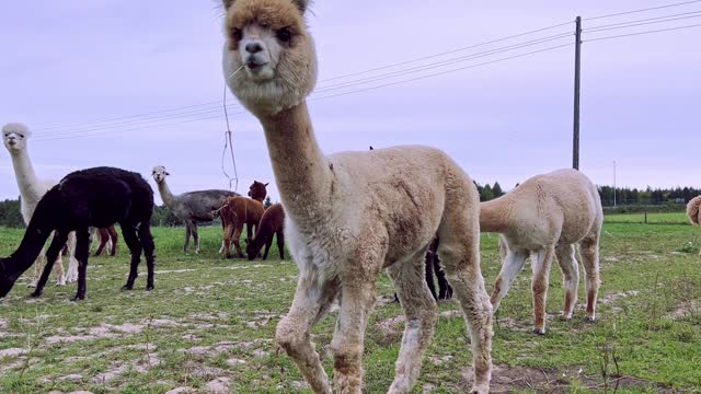 Funny alpaca with straw in it’s mouth walking
