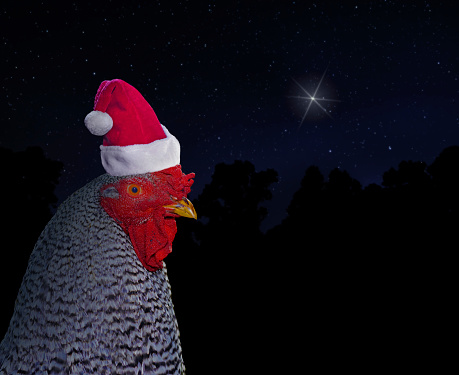 Black and white chicken rooster wearing a Santa hat with the Christmas star in the night sky behind