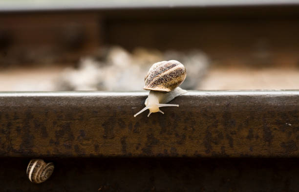 Snail placed on a route of train, Andalusia, Spain