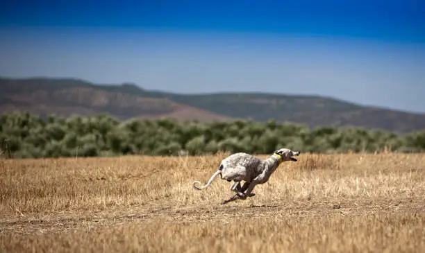 Photo of The Greyhound is a breed of dog native of Spain