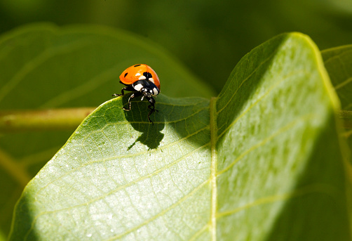 Ladybird perched on a green leaf in springtime
