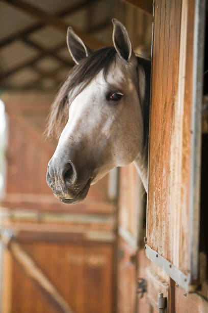 istock Purebred Spanish horse during morphology competition 2114414894