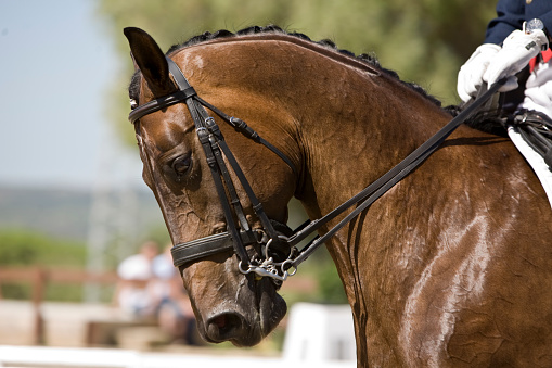 Purebred Spanish horse during morphology competition
