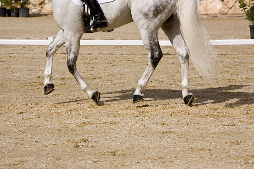 Set of purebred horses called Cobras during an equestrian championship, Andalusia, Spain