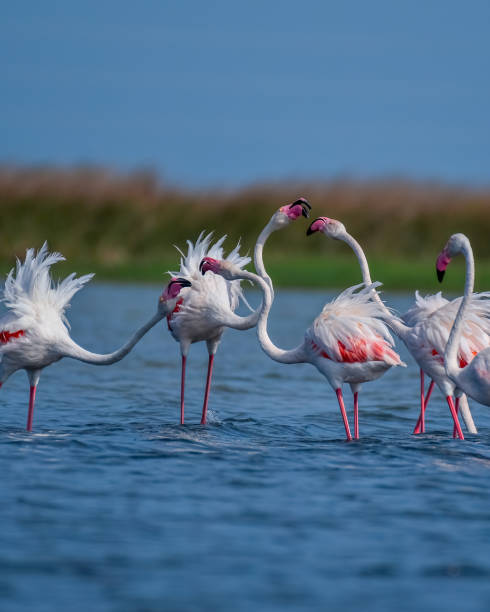 istock flamingos in the water 2114419582