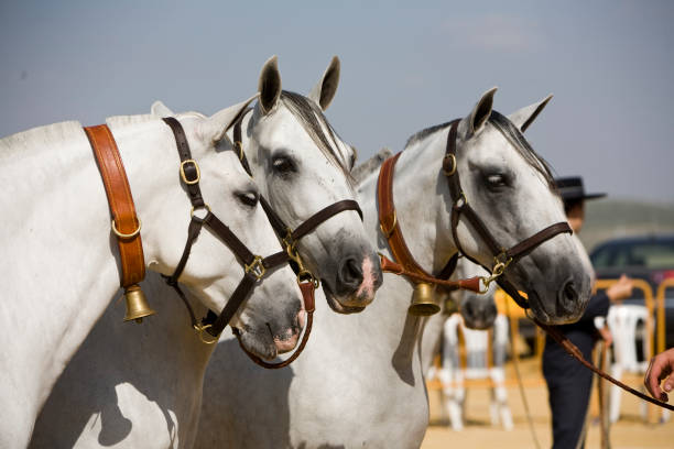 Purebred Spanish horse during morphology competition