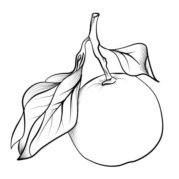 Vector illustration of hand drawing of a citrus mandarin fruit vector