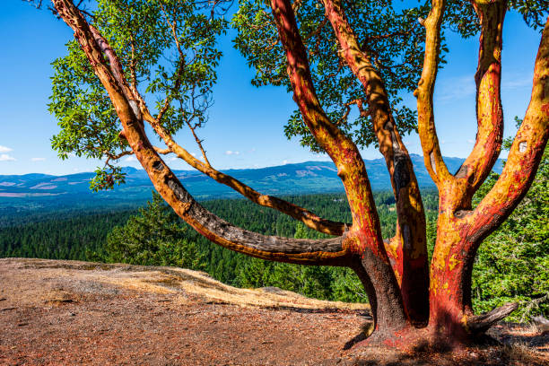 exceptional tree  in Canada