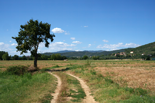 Rural landscape along a country road from Trasimeno lake to Cortona, Arezzo province, Tuscany, Italy, in the summertime