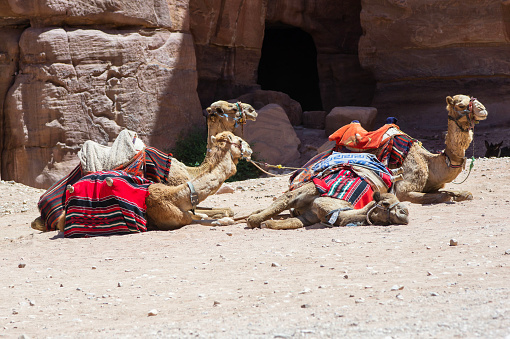 Jordan Petra. Camels await tourists in capital of Nabataean kingdom. Four camels in colorful blankets lie on sand against blurred background of rocks of ancient city. Selective focus.