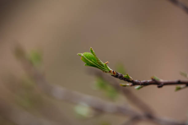 Green young foliage on a branch in early spring close-up
