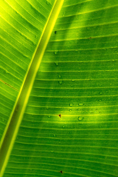 Detailed close-up shot of a banana leaf adorned with sparkling water droplets.