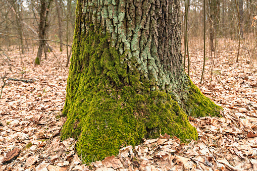old oak tree in the spring forest covered with moss