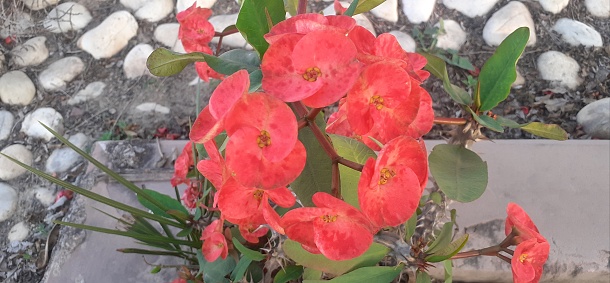Euphorbia Milii or Crown of Thorn flowers is a species of Euphorbiaceae family flowering plant flowers. It is also known Christ Plant and Christ Thorn. Native place of this plant is Madagascar.
