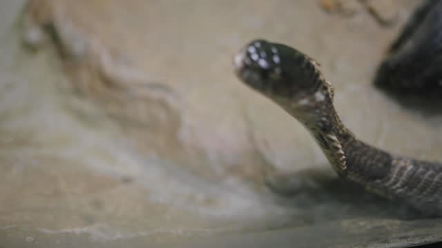 Close-up shot King cobra snake in thailand asia
