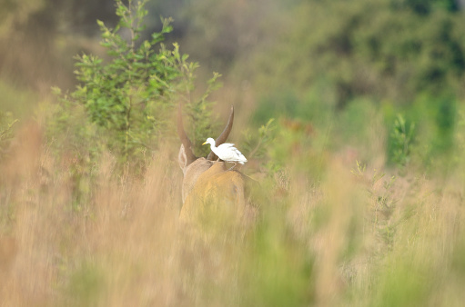 Eland and Western Cattle Egret