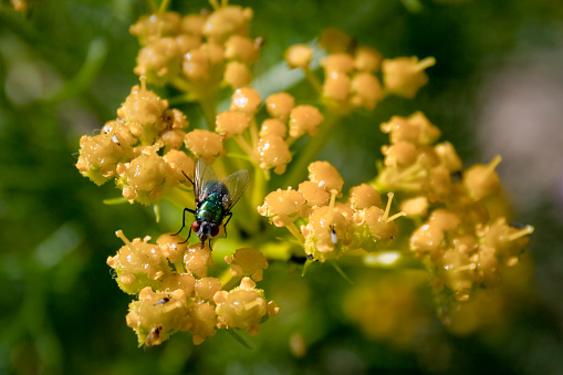 Green fly on a yellow flower