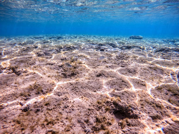 istock Arabian spinecheek (Scolopsis Ghanam) at coral reef. 2114497828