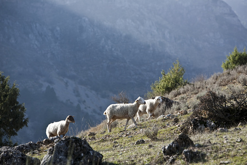 Sheep graze in the mountains near the southern sierra of Jaen, Andalusia, Spain