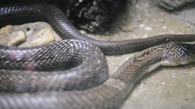 Close-up shot King cobra snake in thailand asia