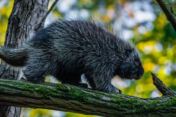 istock Erethizontidae, north american porcupine, climbing over tree 2114539923