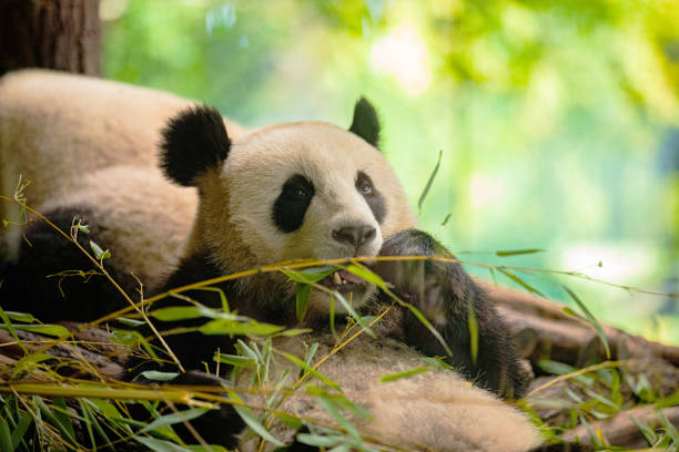 istock Side view of panda bear eating next to tree 2114540444