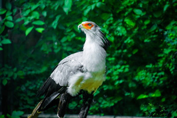 secretary bird (Sagittarius serpentarius) large bird of prey. Portrait . Huge sharp silver beak with yellow based, red face, fluffy feathers on top of head.