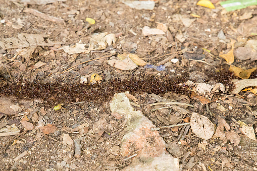 Top view of termite trails on ground in African forest . a lot of small insects walk along the ground one after another