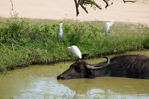 Asiatic water buffalo resting in cool water in Yala, Sri Lanka. several white herons sit around a small pond in which a large bull is basking