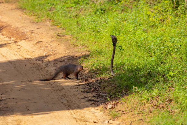 istock mongoose fights with an aggressive cobra in the wild 2114549217