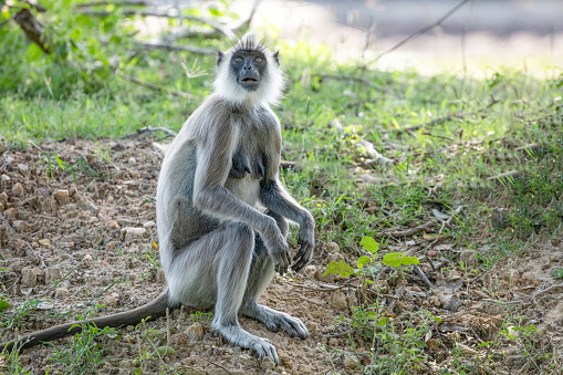 black faced grey langur monkey in Yala National Park, Sri Lanka