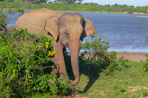 Indian elephants in natural habitat.walks along the shore of a pond on a sunny day