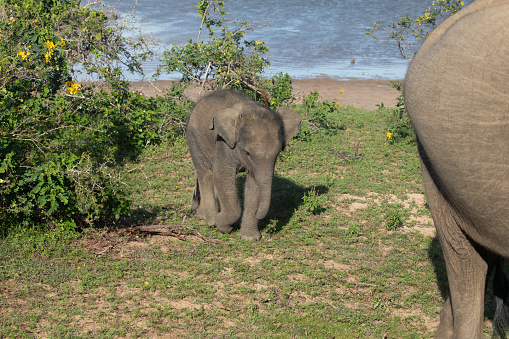 Indian elephants in natural habitat. Baby elephant with its mother. newborn baby elephant with baby fluff on his head