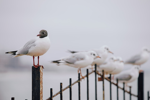 Seagulls flock sitting on a fence at the sea, slow motion