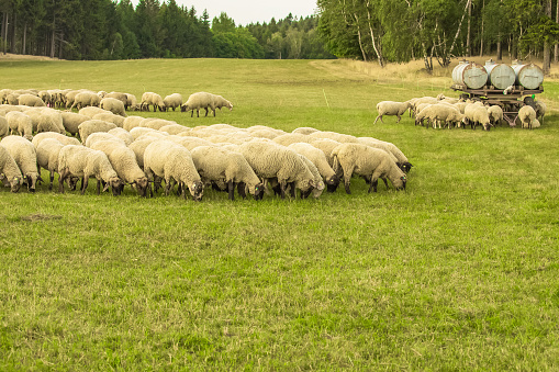 large flock of purebred sheep grazes in meadow