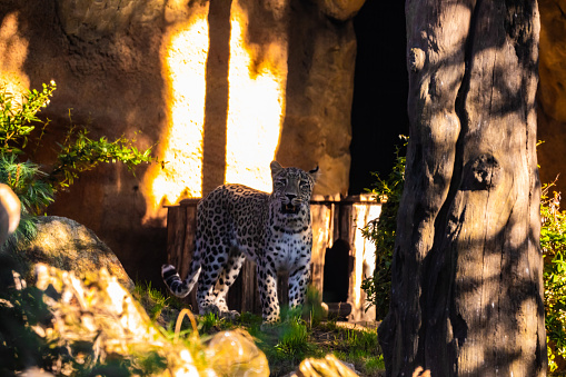 Persian leopard (Panthera pardus saxicolor) in European zoo in good conditions. spacious enclosure and lots of greenery.
