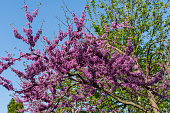 Pink flowers on branches Oriental Redbud, or Oriental Redbud Cercis canadensis purple against blue spring sky. Selective focus. Close-up of branches with pink flowers of Judas tree. Nature concept.