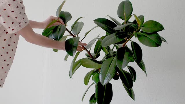 Home plant care. Young girl in pajamas examines rubber-bearing ficus elastica