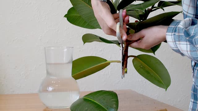 Ficus home plant care. A young girl cuts a leaves of the rubber ficus elastica.