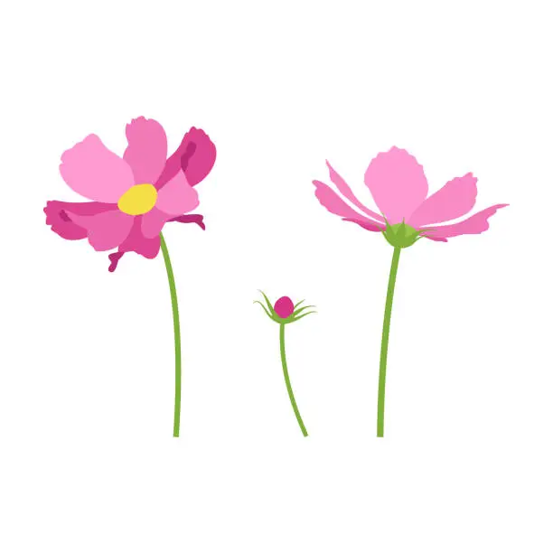 Vector illustration of Set of pink cosmos flowers, stems, bud, flowers. Vector, white background.