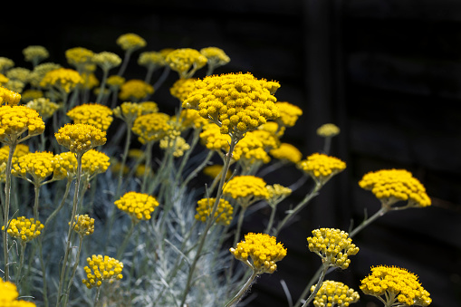 The bright yellow flowers of Helichrysum italicum in close-up against a contrasting dark background. Also known as Curry Plant or Italian Straw flower. Copy space to right.