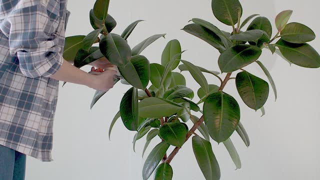 Ficus home plant care. Young girl cuts a branch of the rubber ficus elastica.