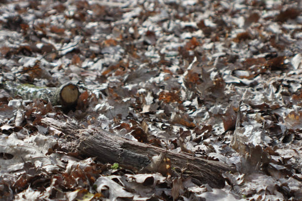woodland scene with leaves branches grass and trees