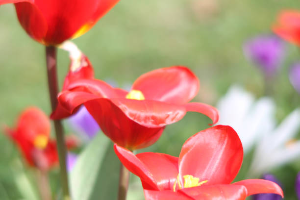 istock Spring flowers tulips in park 2114604825