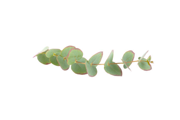 istock Green eucalyptus leaves isolated on a white background. Aromatherapy.Beautiful eucalyptus branches. Bouquet. Place for text, copy space, mockup 2114606860