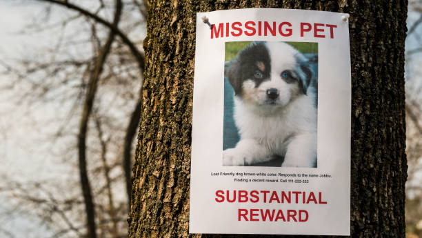 istock Leaflet with information about the missing pet hangs on a tree in the park 2114627112