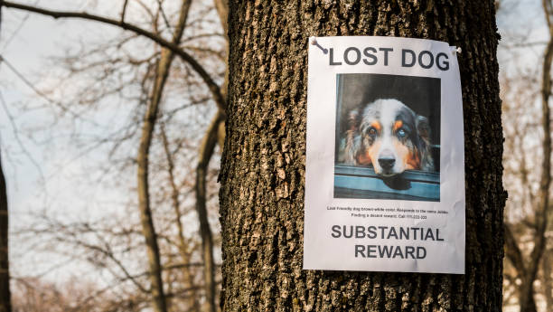 A flyer with information about a missing dog is hanging on a tree in the park. Missing pets