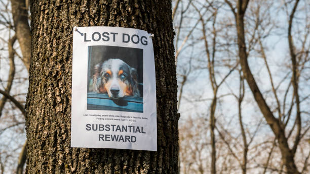 istock A leaflet with information about the missing shepherd dog is hanging on a tree in the park. Missing pets 2114631898