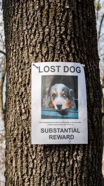 istock A leaflet with information about the missing shepherd dog is hanging on a tree in the park. Missing pets 2114635560