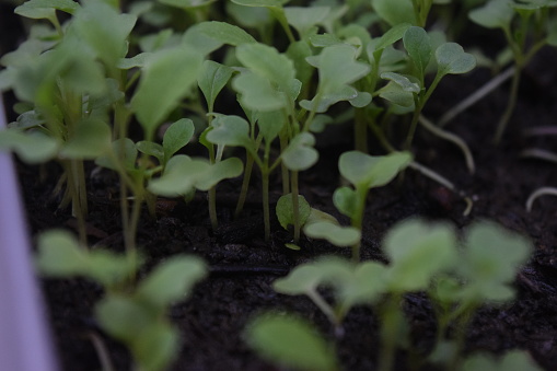 vegetable seeds for growing hydroponically. Seedlings that have started to grow and produce true leaves can be immediately transferred to hydroponic installation media. Seeds are sown in a special medium, called rockwool.